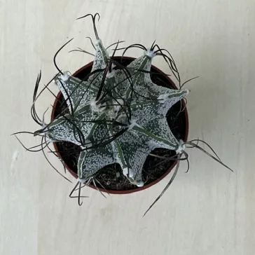 Goat's horns - Astrophytum capricorne