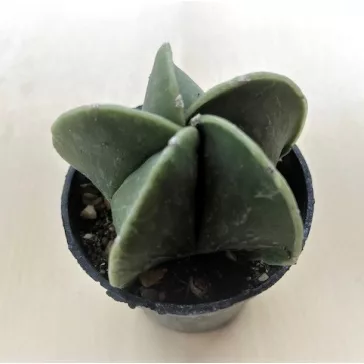   Bishop's cap cactus - Astrophytum myriostigma var. nudum