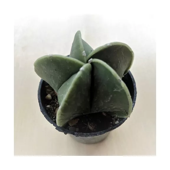 Bishop's cap cactus - Astrophytum myriostigma var. nudum Bishop's cap cactus - Astrophytum myriostigma var. nudum