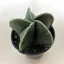 Bishop's cap cactus - Astrophytum myriostigma var. nudum