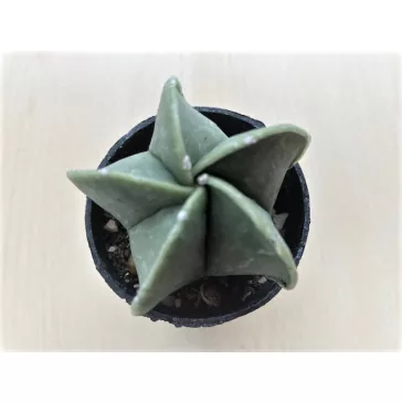   Bishop's cap cactus - Astrophytum myriostigma var. nudum