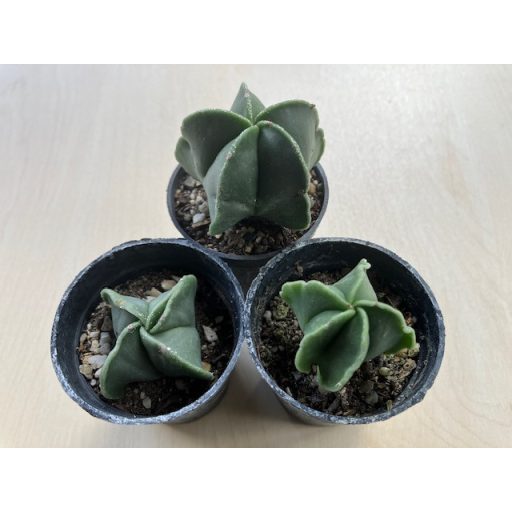 Bishop's cap cactus - Astrophytum myriostigma var. nudum