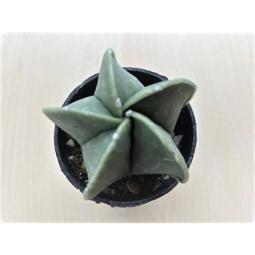 Bishop's cap cactus - Astrophytum myriostigma var. nudum