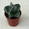 Bishop's cap cactus - Astrophytum myriostigma