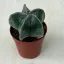 Bishop's cap cactus - Astrophytum myriostigma