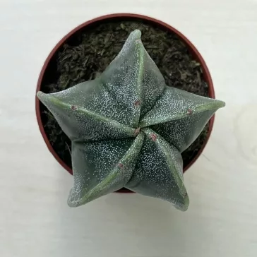 Bishop's cap cactus - Astrophytum myriostigma