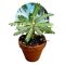Biophytum sensitivum