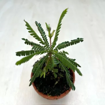 Biophytum sensitivum