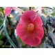 Hot Water Plant  'Brid's Cera'