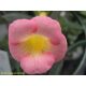 Hot Water Plant  'Brid's Casandra'