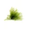 Air Fern Preserved  - Light Green