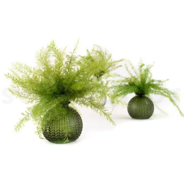 Air Fern Preserved  - Light Green