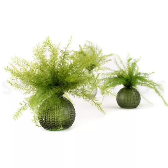 Air Fern Preserved  - Light Green