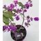 Callicarpa bodinieri