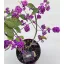 Callicarpa bodinieri