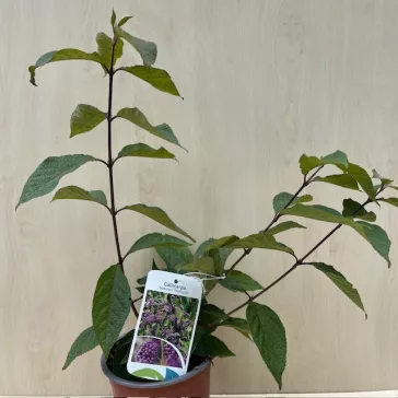 Callicarpa bodinieri