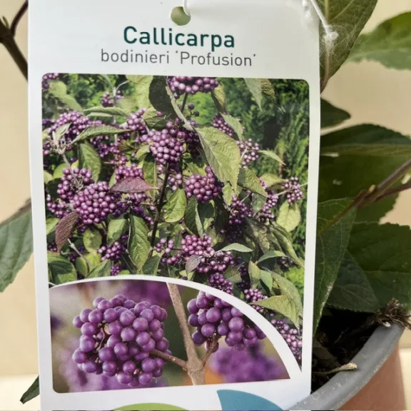 Callicarpa bodinieri