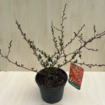 Chaenomeles x Superba 'Orange trail'