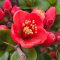 Chaenomeles x superba 'Crimson and Gold'