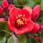 Chaenomeles x superba 'Crimson and Gold'
