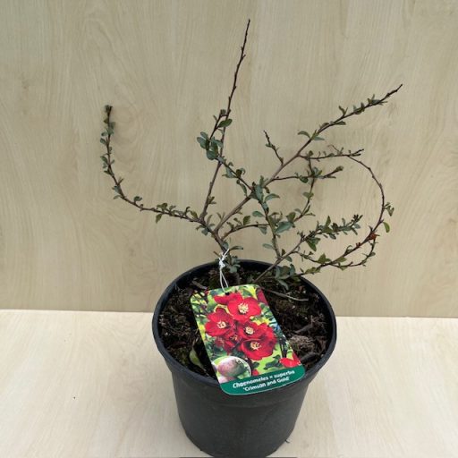 Chaenomeles x superba 'Crimson and Gold'