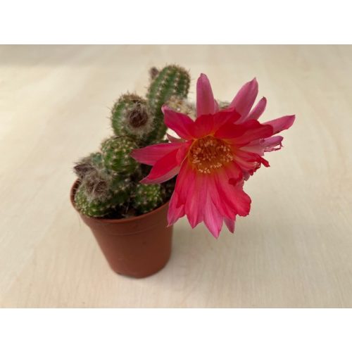 Chamaecereus silvestrii - Peanut cactus