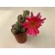 Chamaecereus silvestrii - Peanut cactus