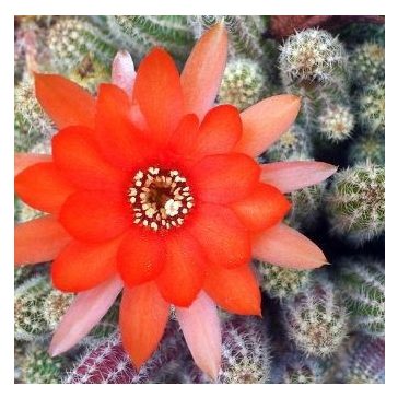 Chamaecereus silvestrii - Peanut cactus