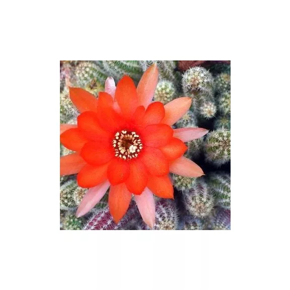 Chamaecereus silvestrii - Peanut cactus Chamaecereus silvestrii - Peanut cactus
