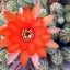 Chamaecereus silvestrii - Peanut cactus