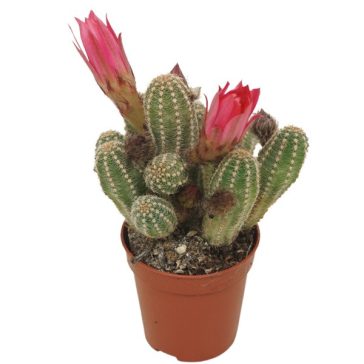 Chamaecereus silvestrii - Peanut cactus