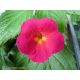 Hot Water Plant 'Cherry Flow'