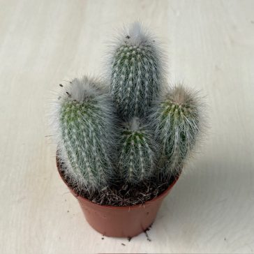 Cleistocactus strausii