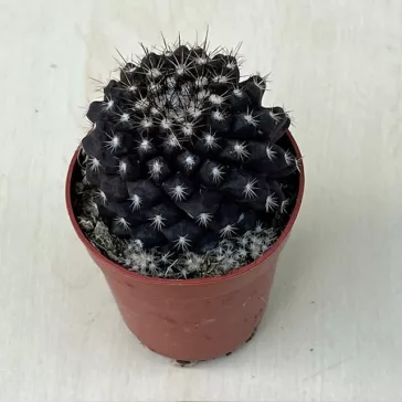 Copiapoa tenuissima