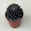 Copiapoa tenuissima