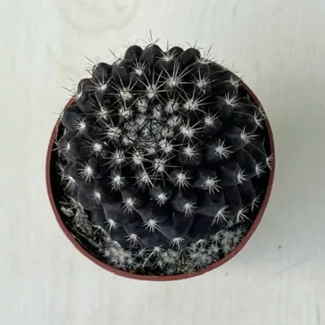 Copiapoa tenuissima