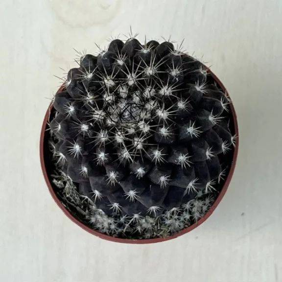 Copiapoa tenuissima