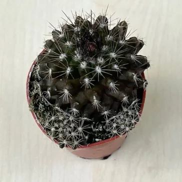 Copiapoa tenuissima