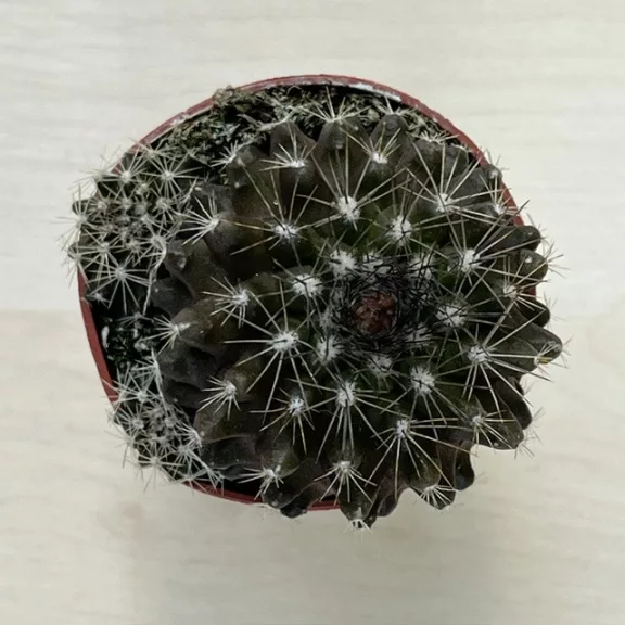 Copiapoa tenuissima