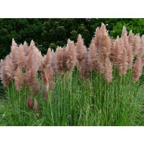 Cortaderia selloana 'Pink Feather'