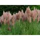 Cortaderia selloana 'Pink Feather'