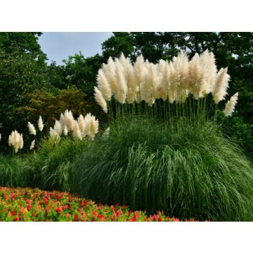 Cortaderia selloana 'White Feather'