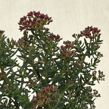 Crassula sarcocaulis