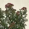 Crassula sarcocaulis