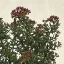 Crassula sarcocaulis