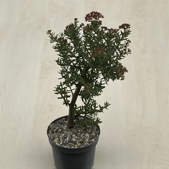 Crassula sarcocaulis