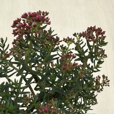 Crassula sarcocaulis