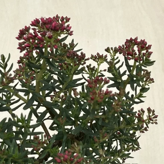 Crassula sarcocaulis