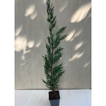 Cupressocyparis leylandii