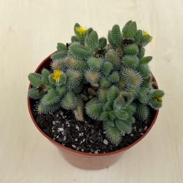 Delosperma echinatum - Pickle Plant